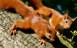 Four Endangered Red Squirrel Babies Born In Yorkshire