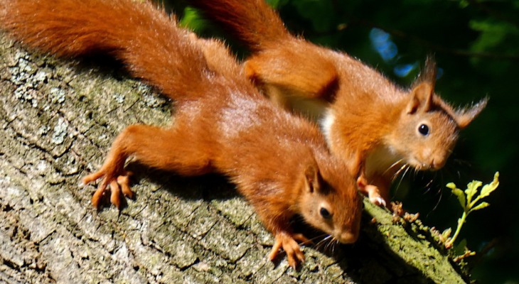 Four Endangered Red Squirrel Babies Born In Yorkshire
