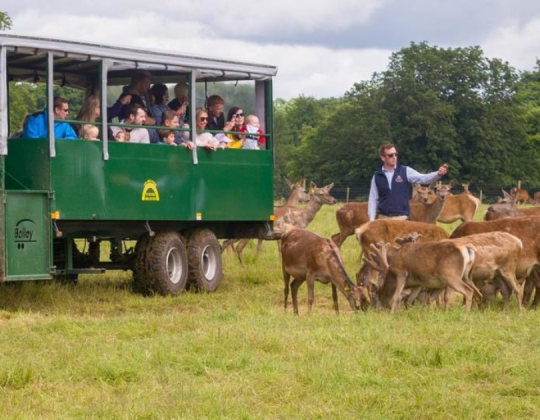 You Can Go On A Deer Safari In Yorkshire This Weekend