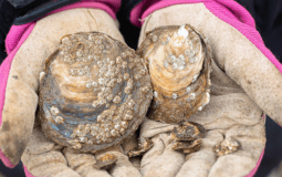 Oysters Reintroduced To Humber Estuary In Groundbreaking Revival Project