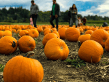 10 Of The Best Pick Your Own Pumpkin Patches In Yorkshire