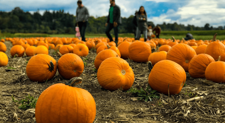 10 Of The Best Pick Your Own Pumpkin Patches In Yorkshire