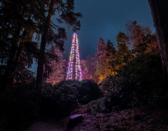 The World’s Biggest Living Christmas Tree Is In The North Of England