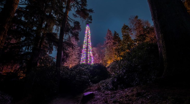 The World’s Biggest Living Christmas Tree Is In The North Of England