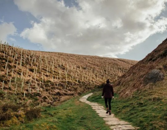 134 Million Trees Planned For Yorkshire With Aims To ‘Transform Landscape’