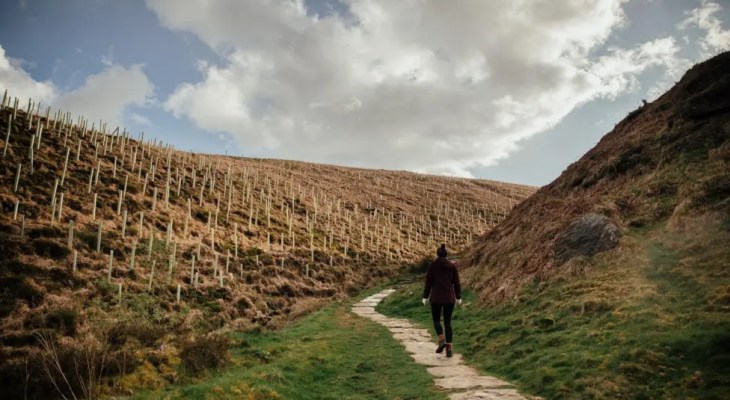 134 Million Trees Planned For Yorkshire With Aims To ‘Transform Landscape’