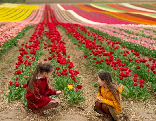 This Family-Run Farm In Yorkshire Is Hosting Its First-Ever Tulip Festival This Spring With 250,000 Tulips