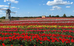 This Family-Run Farm In Yorkshire Is Hosting Tulip Festival This Spring With Over One Million Tulips