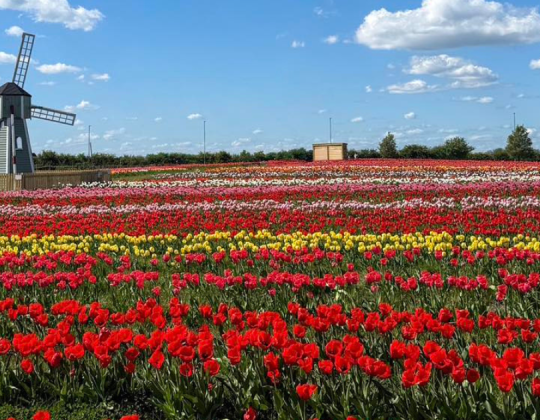 This Family-Run Farm In Yorkshire’s Tulip Festival Has Returned With Over One Million Tulips