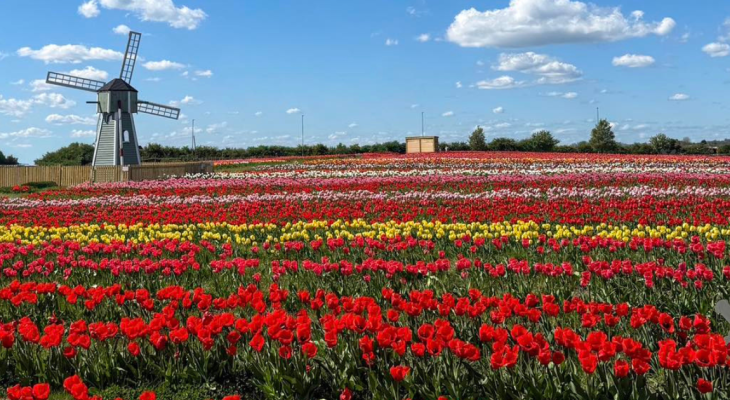 This Family-Run Farm In Yorkshire Is Hosting Tulip Festival This Spring With Over One Million Tulips