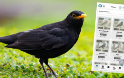 New ‘Birdex’ App Lets You ‘Catch’ UK Birds Like Pokémon — And It Could Help Save Them