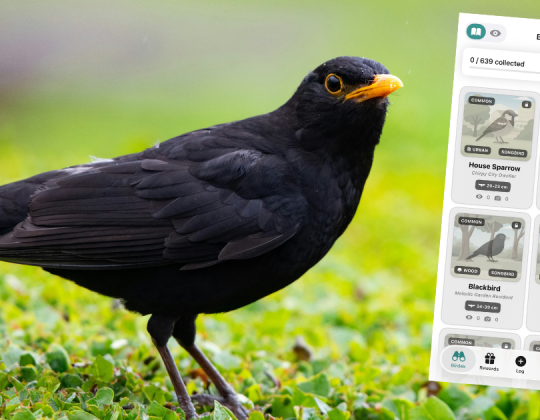 New ‘Birdex’ App Lets You ‘Catch’ UK Birds Like Pokémon — And It Could Help Save Them