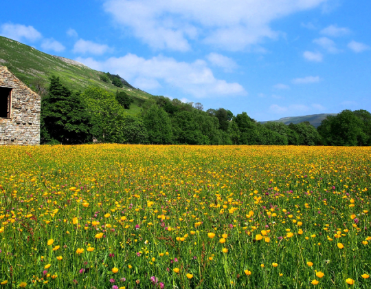 7 Of The Best Spring Walks In Yorkshire For 2026