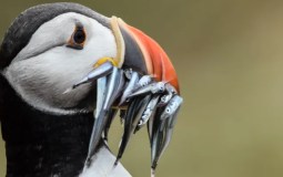 An Incredible Puffin Festival Returns To Yorkshire Coast Next Month