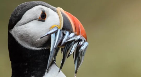 An Incredible Puffin Festival Returns To Yorkshire Coast Next Month