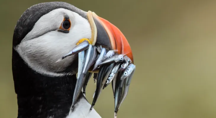 An Incredible Puffin Festival Returns To Yorkshire Coast Next Month