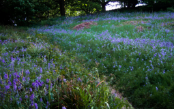 The Most Beautiful Bluebell Woodland In Yorkshire To Visit This Spring