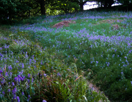 The Most Beautiful Bluebell Woodland In Yorkshire To Visit This Spring