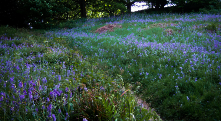 The Most Beautiful Bluebell Woodland In Yorkshire To Visit This Spring