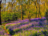 This Stunning Bluebell Woodland Near Ilkley Is A Must-Visit This Spring