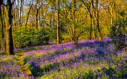 This Stunning Bluebell Woodland Near Ilkley Is A Must-Visit This Spring