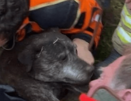 Dog Saved After Dramatic Six-Hour Underground Rescue On North York Moors