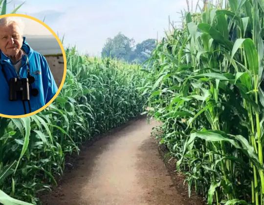 Europe’s Biggest Maze Unveils Giant Sir David Attenborough Maze To Celebrate His 100th Birthday