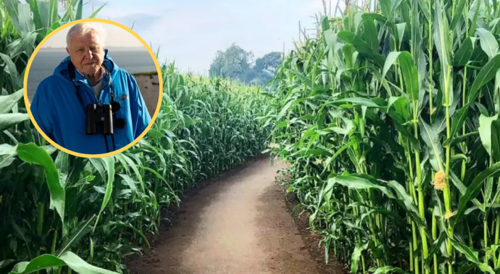 Europe’s Biggest Maze Unveils Giant Sir David Attenborough Maze To Celebrate His 100th Birthday