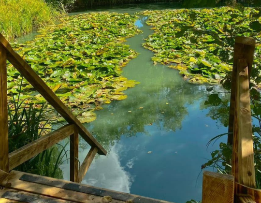 This Viral Wild Swimming Spot Is Just 10 Minutes From York City Centre
