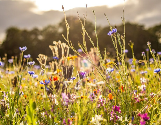 Pick-Your-Own Wildflower Farm Announces Exciting New Harrogate Opening