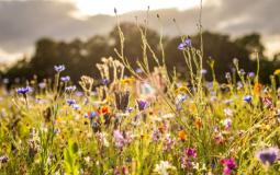 Pick Your Own Wildflowers At Two Beautiful North Yorkshire Flower Farms