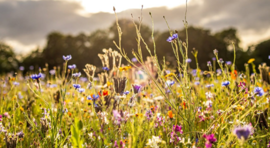 Pick Your Own Wildflowers At Two Beautiful North Yorkshire Flower Farms