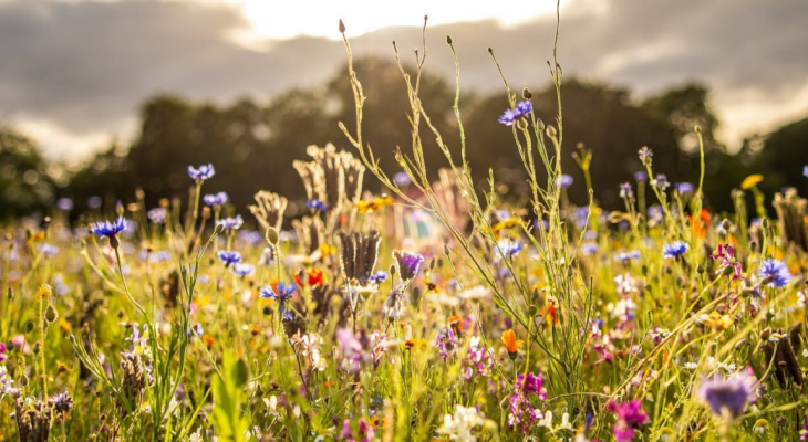 Pick-Your-Own Wildflower Farm Announces Exciting New Harrogate Opening