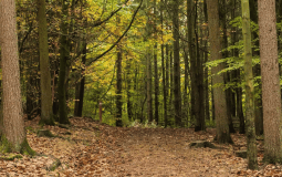 This Huge 8,500-Acre Yorkshire Forest Is Packed With Outdoor Adventures