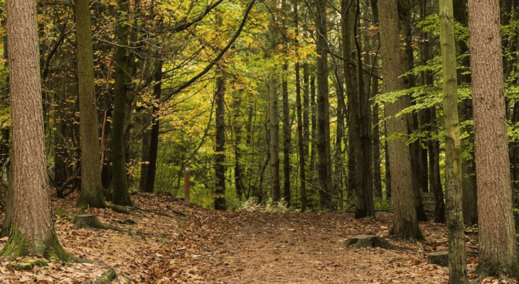 This Huge 8,500-Acre Yorkshire Forest Is Packed With Outdoor Adventures